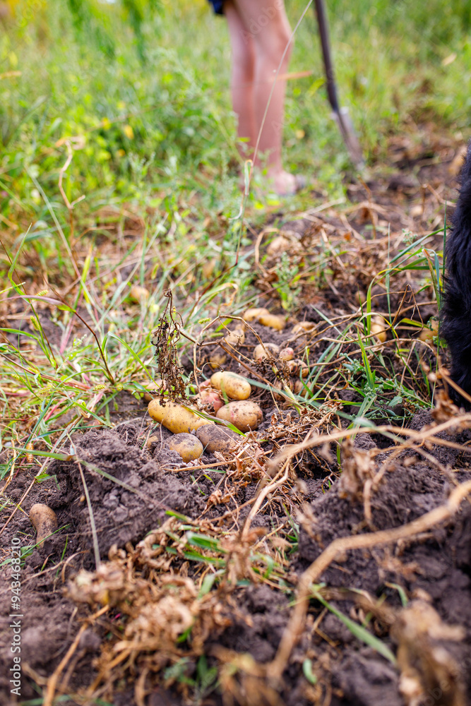 Harvesting fresh potatoes in a rural garden during late summer by a farmer while enjoying a sunny day outdoors Harvesting fresh potatoes in a rural garden during late summer by a farmer while enjoying a sunny day outdoors