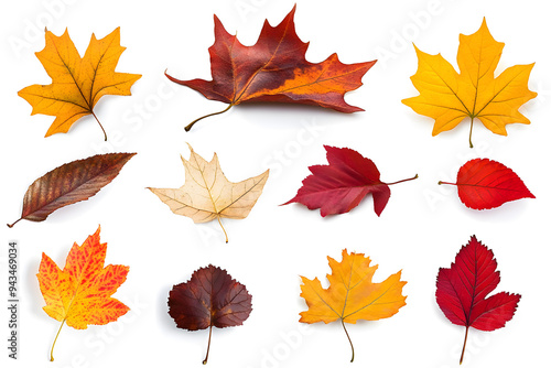 Collection of multicolored fallen autumn leaves isolated on white background