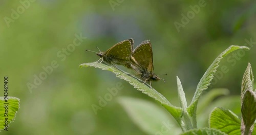 Dingy Skipper butterflies Mating ( Erynnis tages )  photo