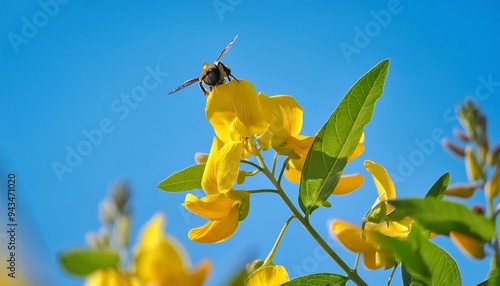 slow motion a bee collecting nectar from yellow sunn hemp flower crotalaria juncea the vibrant flower and green leaves contrast with the clear blue sky with the flowers swaying in the breeze photo