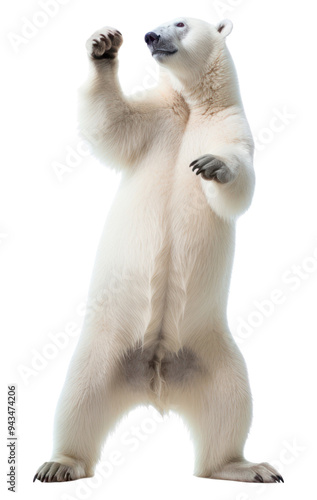 PNG Polar bear animal wildlife standing. photo