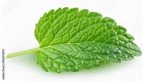 fresh raw mint leaf or melissa leaves isolated on transparent background full depth of field