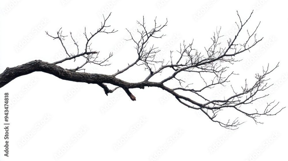 Solitary Tree Branch with Bird Solitary Tree Branch with Bird
