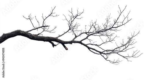 Solitary Tree Branch with Bird