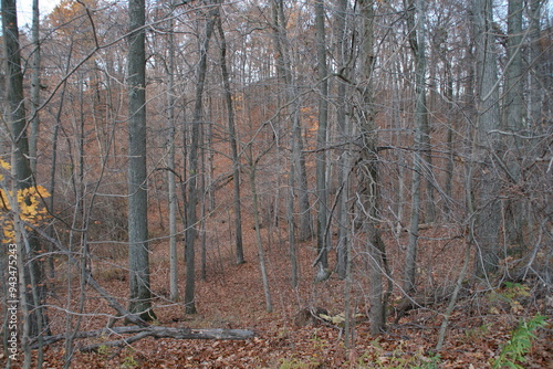 forest in autumn