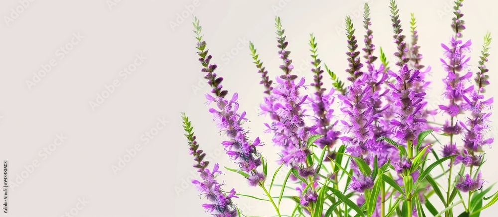 Naklejka premium Purple loosestrife flowers belonging to the Lythrum salicaria species in the Lythraceae family are positioned horizontally in the image with copy space