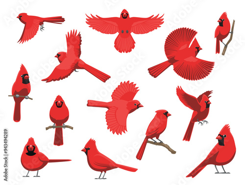 Northern Cardinal Bird Winter Red Various Poses Cartoon Vector Character