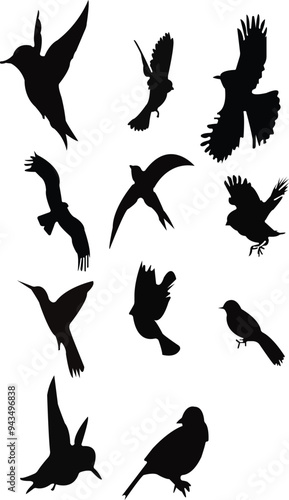 Vector set of bird silhouette. Sitting and flyin,vector, bird, . sitting, lyin, illustration, nature, flying, animal, cut out, feather, pigeon, animal body part, animal wing, in silhouette, freedom, w photo