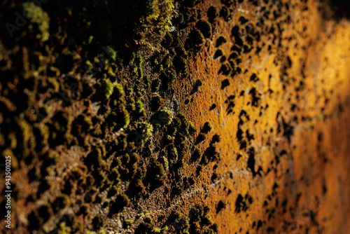 vista macro di una vecchia parete di cemento ricoperta da vari strati di muschio verde ed arancione e marrone, illuminato dalla luce intensa del sole photo