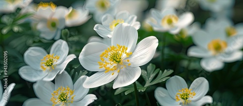 A nature park displays a stunning close up of delicate white flowers with yellow stamens amidst lush green leaves showcasing their beauty and purity in a copy space image