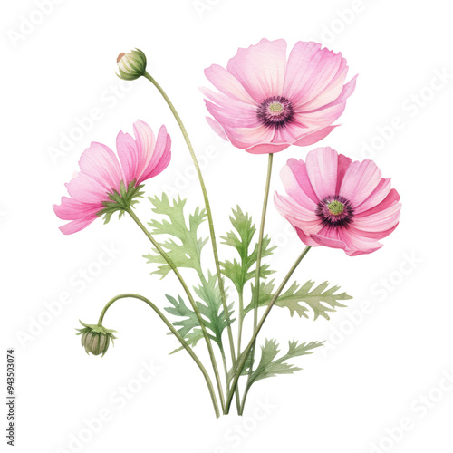 pink daisy flowers watercolor isolated on transparent background cutout