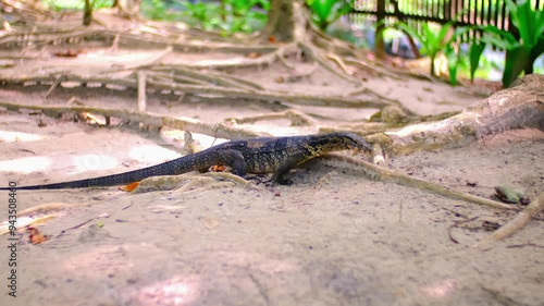 A monitor lizard walks on the sand between the trees. A giant lizard strolls along the sandy beach of Komodo National Park in Indonesia. Komodo dragon Varanus komodoensis. photo