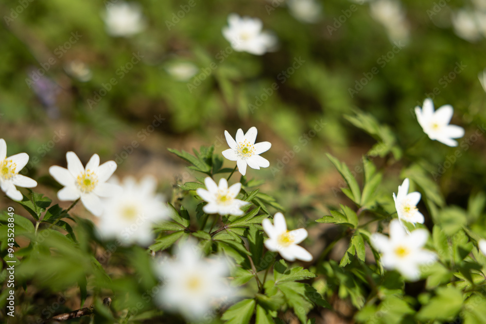 White anemone flowers in spring forest. Spring nature background. Beautiful nature landscape. Glade of anemone nemorosa. White anemone flowers in spring forest. Spring nature background. Beautiful nature landscape. Glade of anemone nemorosa.