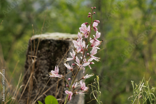 pianta bassa e dal gambo sottile con vari grandi fiori color rosa, illuminati dal sole, di giorno, in un ambiente naturale, in primavera photo