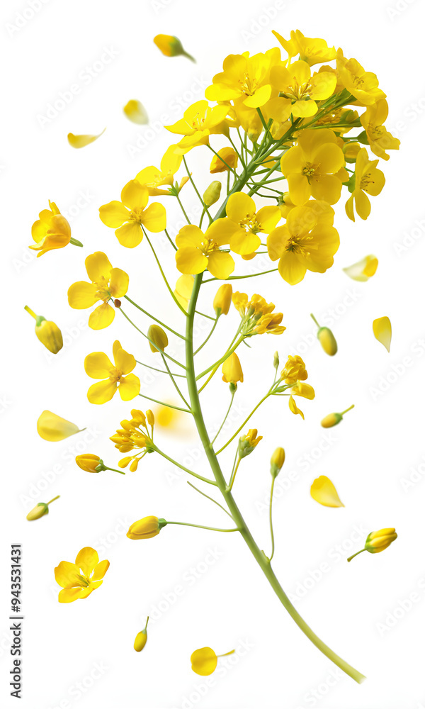Obraz premium Mustard flowers on isolate white background, Clipping path