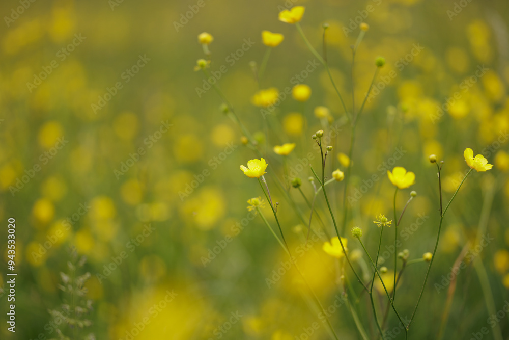 Fototapeta premium vista macro di una sottilissima ed alta pianta verde con vari piccoli fiori gialli in un campo naturale d'erba, di giorno, in primavera