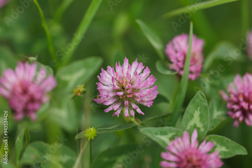 vista macro ravvicinata di alcune piccole piante dalle foglie verdi e dai fiori dalle sfumature di rosa in un prato 