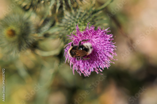 vista macro di un bombo mentre prende il polline da un grande fiore color magenta, di giorno photo