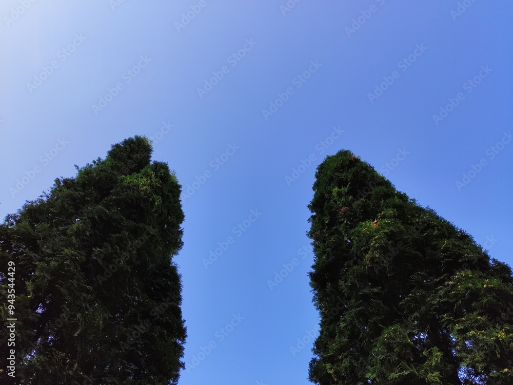 Obraz premium trees and sky