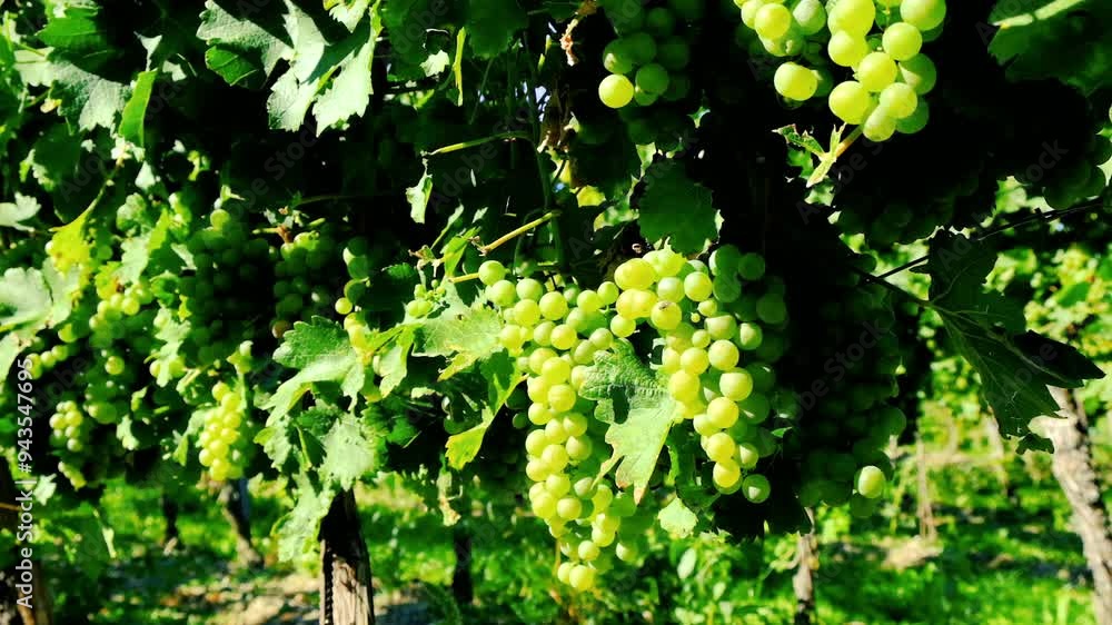green grapes in summer vineyard green grapes in summer vineyard