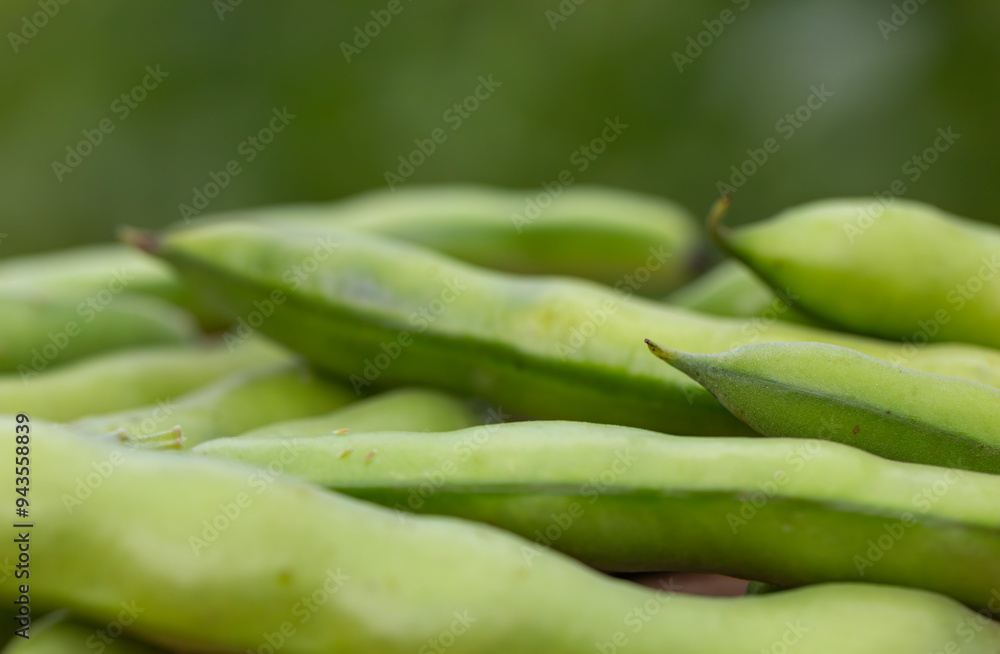 Broad bean or fava beans (Fave) on the close-up. From garden to table: springtime vegetables and legumes Broad bean or fava beans (Fave) on the close-up. From garden to table: springtime vegetables and legumes