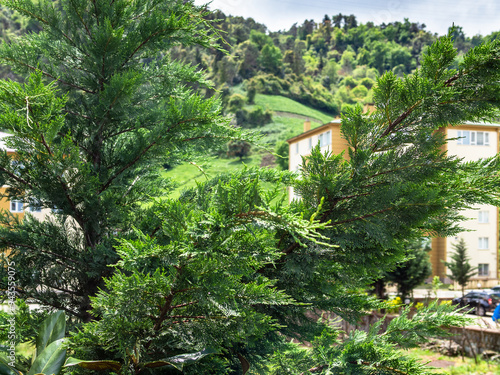 green thuja branch and country houses in Turkey