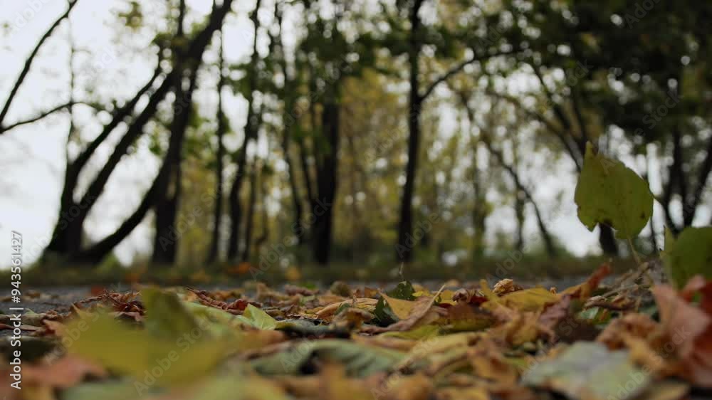Fallen leaves are flying blown away by the wind on asphalt road in autumn park. Sadness loneliness concept. September October. Slow motion. Low angle view. Copy space. Slow motion x4 Fallen leaves are flying blown away by the wind on asphalt road in autumn park. Sadness loneliness concept. September October. Slow motion. Low angle view. Copy space. Slow motion x4