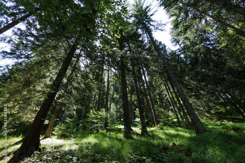 ampia vista panoramica su un vasto bosco nelle montagne dell'Italia nord orientale, ricco di prati verdi e alti alberi, di giorno, in estate