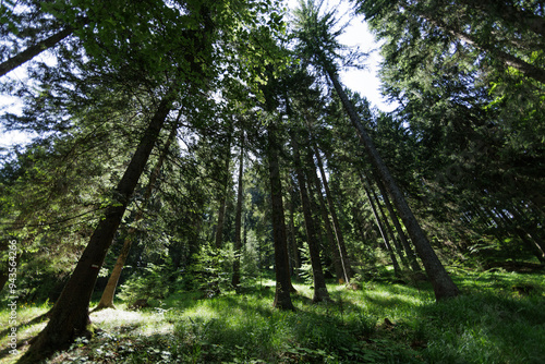 Obraz na płótnie ampia vista panoramica su un vasto bosco nelle montagne dell'Italia nord orientale, ricco di prati verdi e alti alberi, di giorno, in estate w salonie