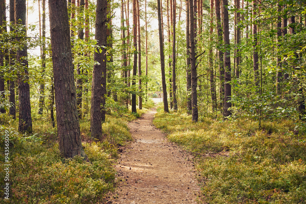 leśna ścieżka 