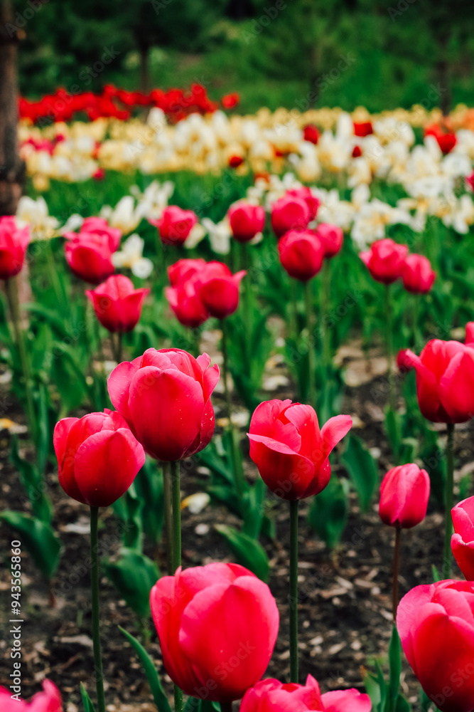 Blooming pink tulips close-up, floral background Blooming pink tulips close-up, floral background