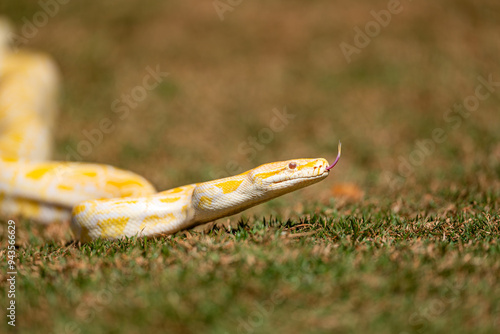 Albino Burmese Python (Python molurus bivittatus)