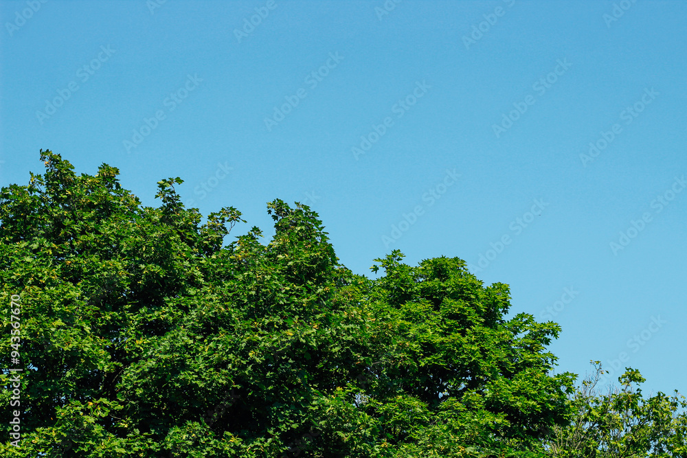 Fototapeta premium green tree crowns on the background of the sky