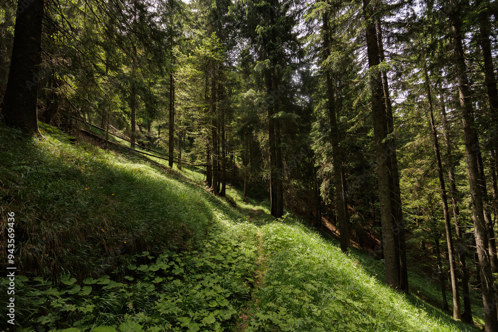 ampia vista panoramica su un vasto bosco nelle montagne dell'Italia nord orientale, ricco di prati verdi e alti alberi, di giorno, in estate