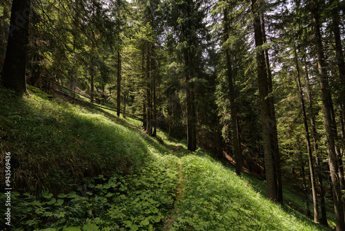 Obraz na płótnie ampia vista panoramica su un vasto bosco nelle montagne dell'Italia nord orientale, ricco di prati verdi e alti alberi, di giorno, in estate w salonie
