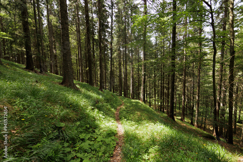 ampia vista panoramica su un vasto bosco nelle montagne dell'Italia nord orientale, ricco di prati verdi e alti alberi, di giorno, in estate photo