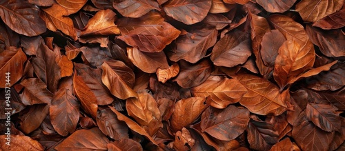 The dry teak leaves have a visually appealing texture suitable for a background in a copy space image