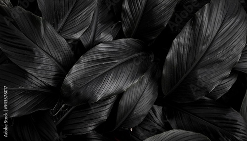 black leaves wallpaper background photo