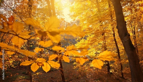 yellow leaves on the tree in autumn forest seelctive focus photo