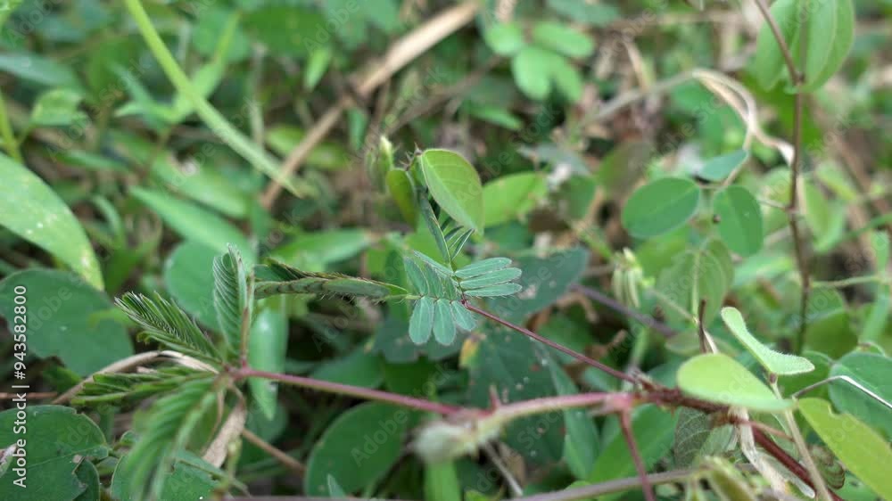 Touching sensitive plants or mimosa with fingers. Sensitive plant grass leaves close when exposed to vibrations Touching sensitive plants or mimosa with fingers. Sensitive plant grass leaves close when exposed to vibrations