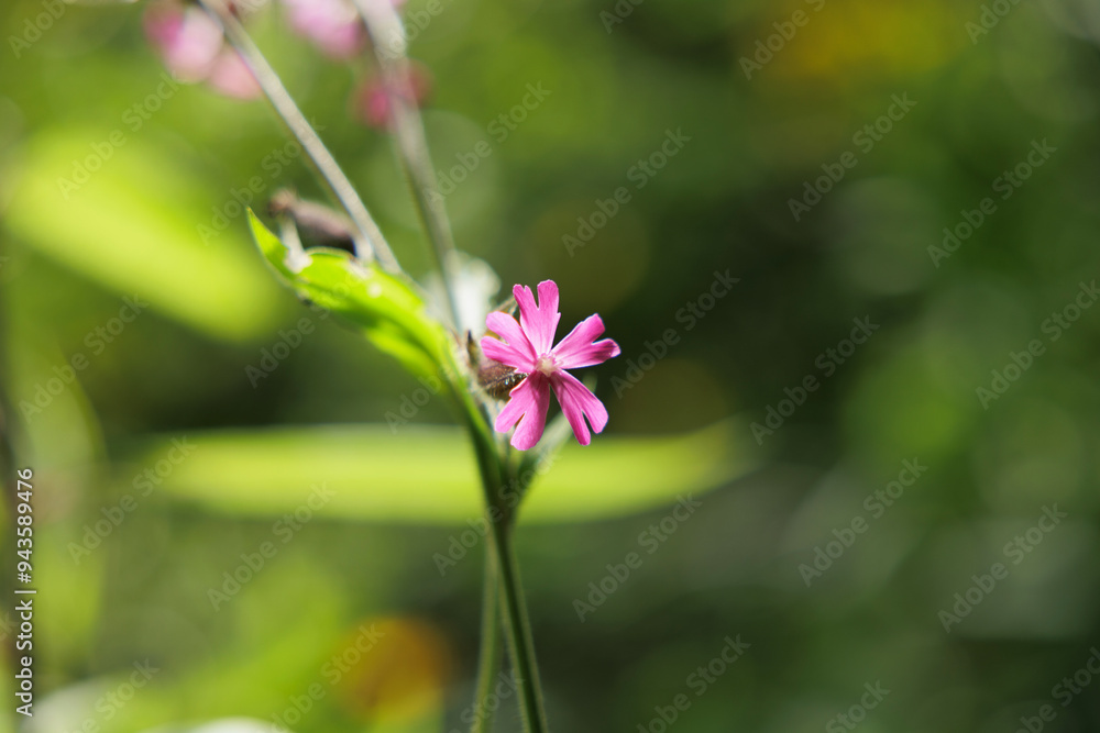 vista macro frontale di un piccolo fiore dai petali color magenta, sullo stelo di una pianta verde, illuminato dal sole, di giorno, in estate, su sfondo verde e sfuocato vista macro frontale di un piccolo fiore dai petali color magenta, sullo stelo di una pianta verde, illuminato dal sole, di giorno, in estate, su sfondo verde e sfuocato