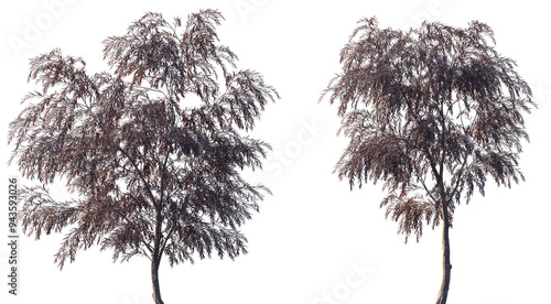 Agonis flexuosa burgundy (Burgundy Willow Myrtle, Weeping Peppermint Willow) frontal set trees isolated png on a transparent background perfectly cutout photo