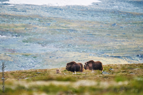 Moschusochsen im Dovrefjell photo