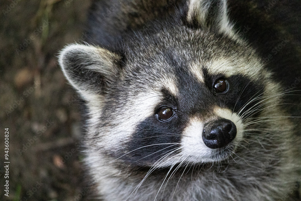 Raccoon Raccoon