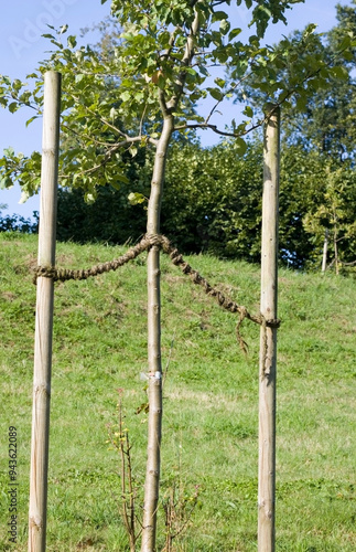 Junger Baum angebunden