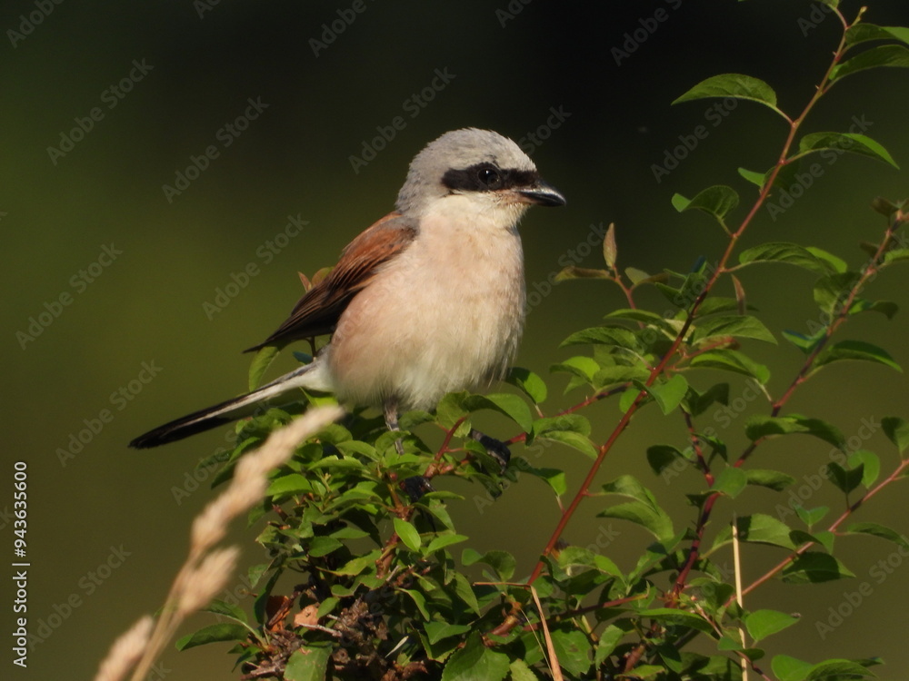 Naklejka premium black capped kingfisher