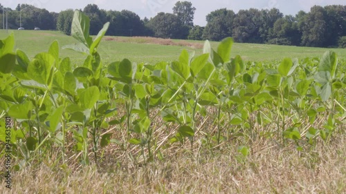 Meadow next to Brian Brown Greenway trail in Martin, Tennessee, U.S. photo