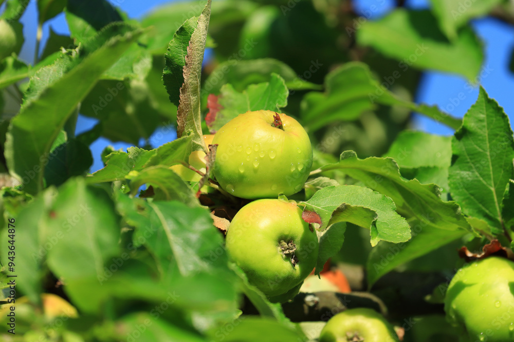 Fototapeta premium Fresh green apples on tree in morning light. Organic cultivation.