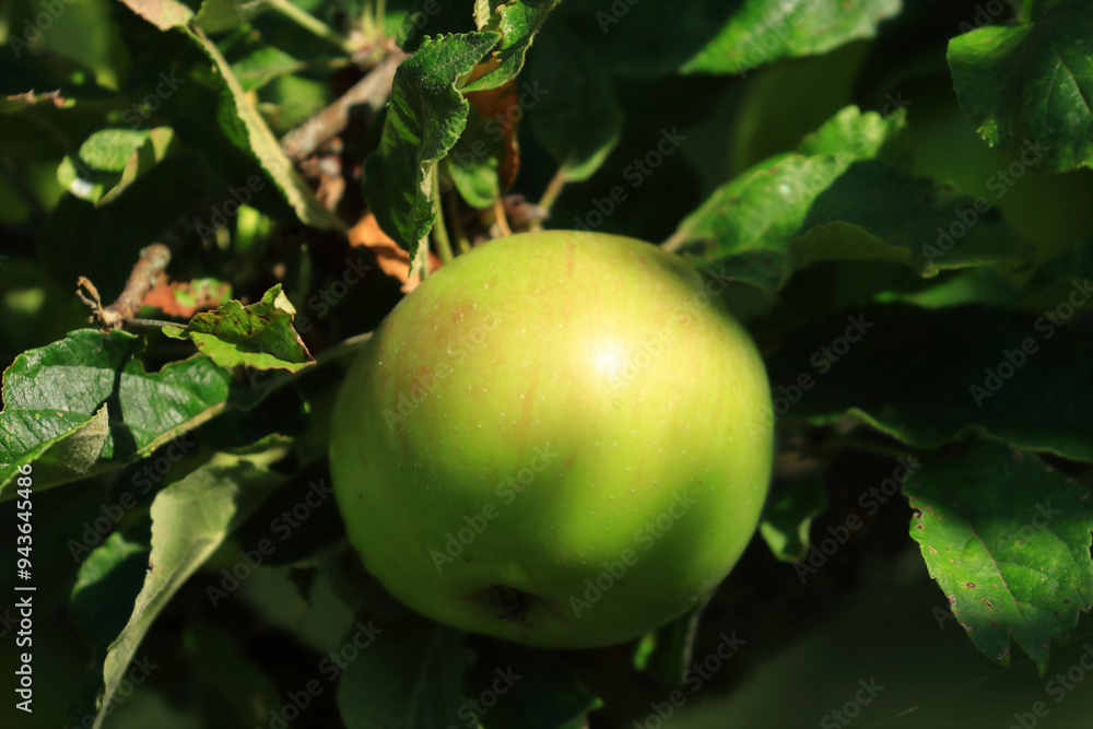 Fresh green apples on tree in morning light. Organic cultivation. Fresh green apples on tree in morning light. Organic cultivation.