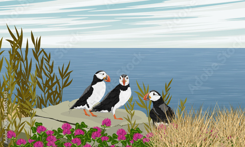 Atlantic puffins sit in a flock on a rocky ocean shore in thickets of grass and flowers. Scandinavian bird Fratercula arctica or common puffin. Realistic vector landscape